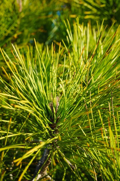 Nature Gros Plan Branche Rameau Avec Des Aiguilles Vertes Pin — Photo