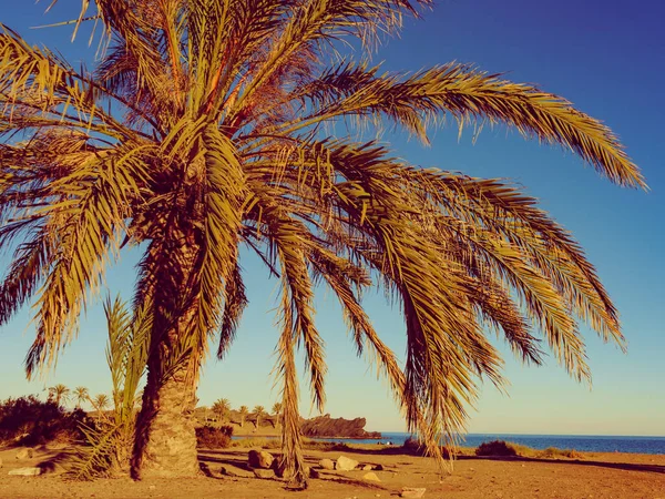 西班牙穆尔西亚地区Percheles海滩 马扎龙湾具有棕榈树的海岸景观 — 图库照片