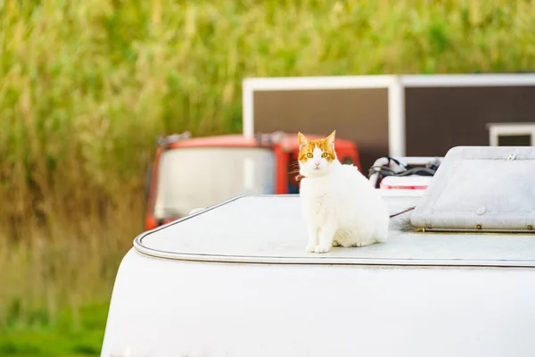 Bílá Kočka Střeše Karavanu Motorhome Cestování Domácím Mazlíčkem — Stock fotografie