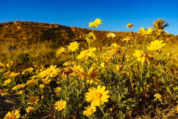 Желтые Цветы Средиземноморском Побережье Солнечный День Летом — стоковое фото