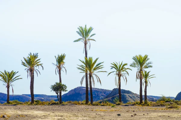 Paesaggio Con Palme Nella Sierra Alhamilla Spagna — Foto Stock