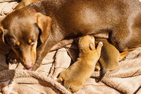 一只可爱可爱的小猎狗宝宝躺在妈妈身边喂它们 — 图库照片