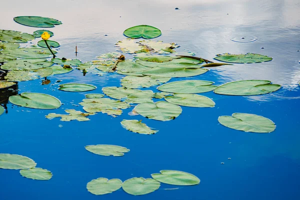 Water Lily Pond Green Plant Leaves Yellow Flowers Lake — Stock Photo, Image