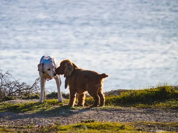 Deux Chiens Jouant Dehors Animaux Animaux Domestiques — Photo