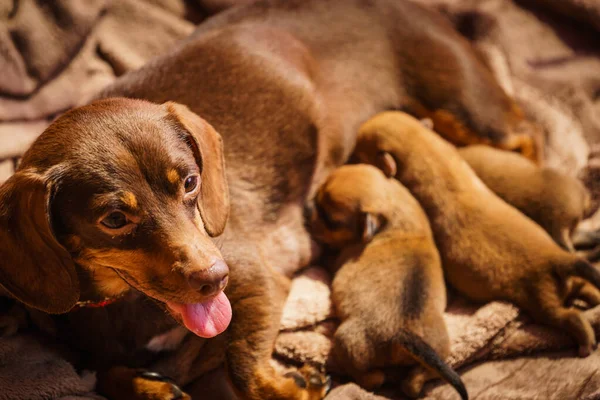 Close Cute Adorable Little Dachshund Puppies Dogs Newborns Lying Next — Stock Photo, Image