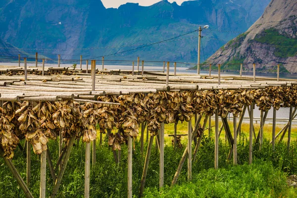 Morina Balıkları Raflarda Kuruyor Arka Planda Dağlar Var Norveç Sanayi — Stok fotoğraf