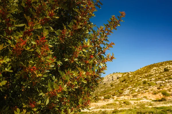 Arbusto Planta Verde Con Flores Rojas Aire Libre Paisaje Rocoso — Foto de Stock