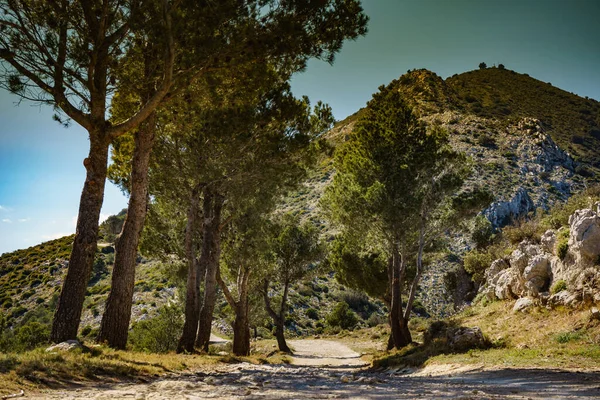 Paesaggio Naturale Sentiero Montagna Con Pini Verdi Giornata Estiva Soleggiata — Foto Stock