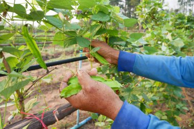 Adamın elini fasulye tutuyor.