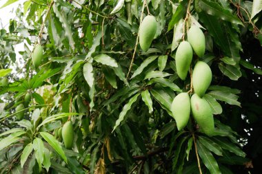 Mango kırmızı karıncalar bir ağaç üzerinde bir grup vardır