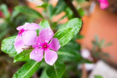 yağmurdan sonra güzel su teresi çiçekler