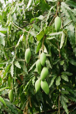 Mango kırmızı karıncalar bir ağaç üzerinde bir grup vardır