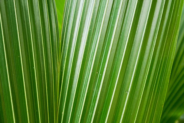 Abstract Background Coconut Leaf — Stock Photo, Image