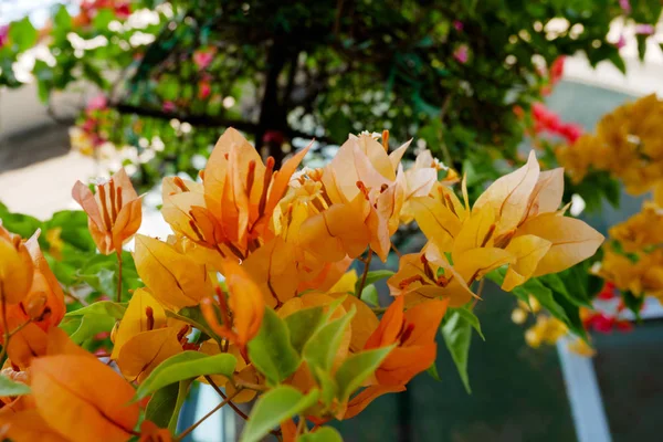 Die Schönheit Der Blumen Tropische Blumen — Stockfoto