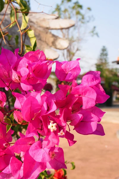 Die Schönheit Der Blumen Tropische Blumen — Stockfoto