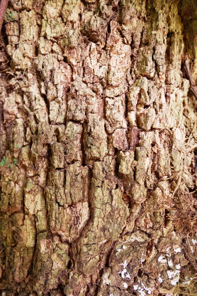 Abstact Textura Pozadí Kůra Stromu — Stock fotografie