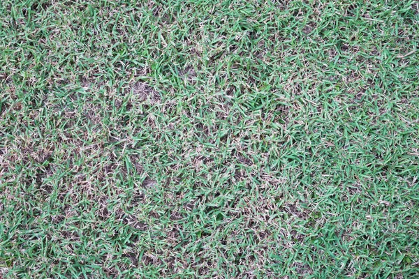 Grünes Gras Hintergrund Und Textur — Stockfoto