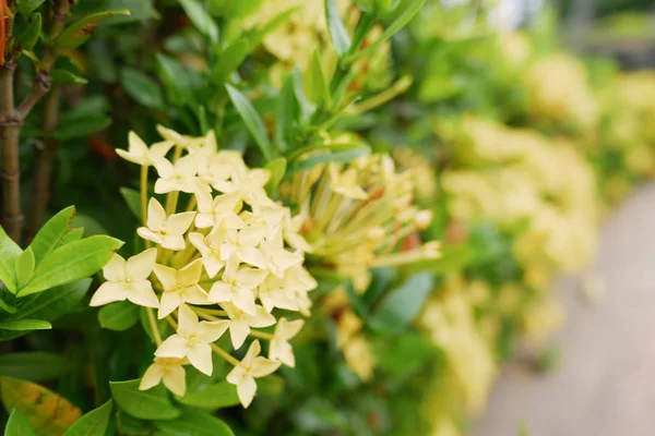 Gelbe Blüten Und Grünes Blatt Freien — Stockfoto