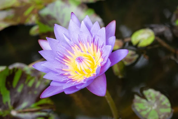 Primer Plano Flores Loto Púrpura Canal — Foto de Stock