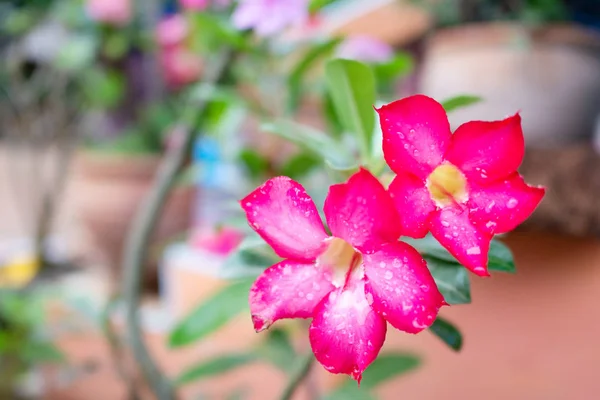 Fresh Azalea Flowers Rain Background — Stock Photo, Image