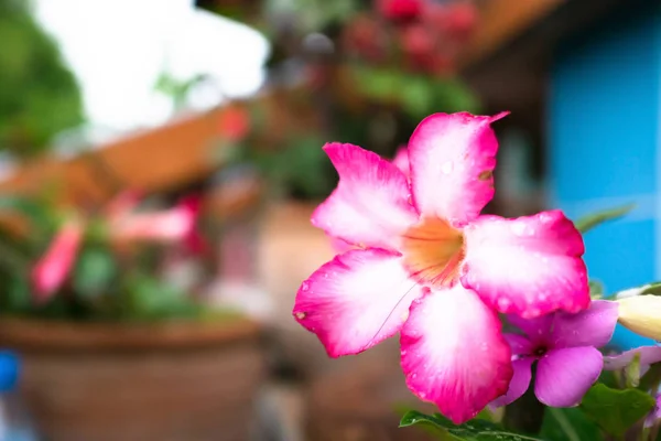 Rosa Azalee Blüht Nach Regen Auf Hintergrund — Stockfoto