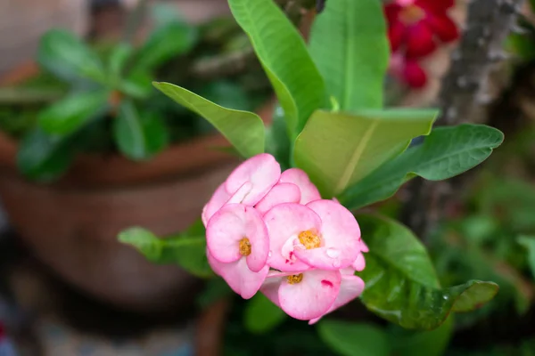 Frische Rosa Poi Sian Blüten Nach Regen — Stockfoto