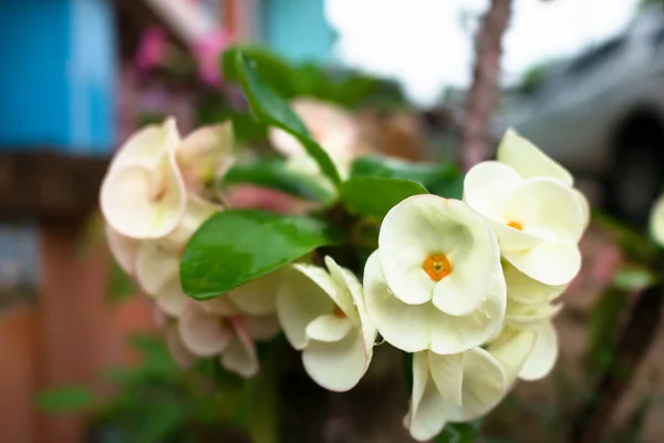 Frische Weiße Poi Sian Blumen Nach Regen — Stockfoto