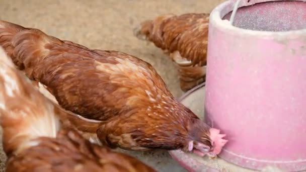 关上鸡舍里一只吃肉的褐色鸡 — 图库视频影像