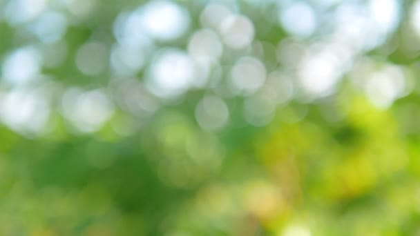 Blurred and bokeh of the tree in nature use for the backgrounds.