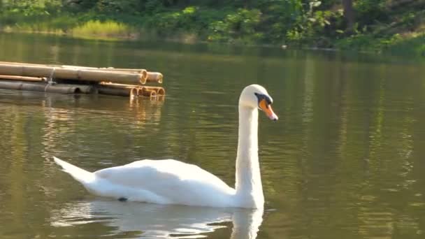 Close-up a white swan floating on the waterfront.