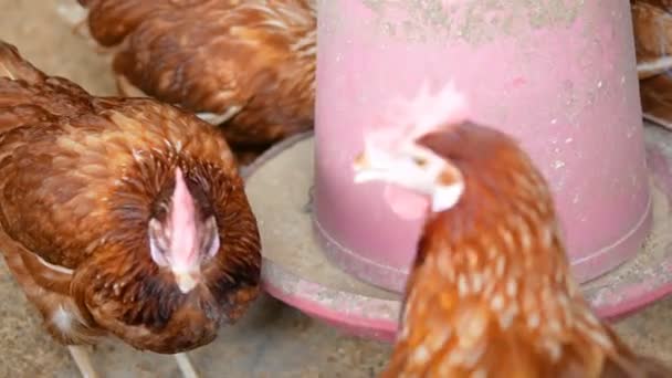 农场的特写鸡食饲料 — 图库视频影像