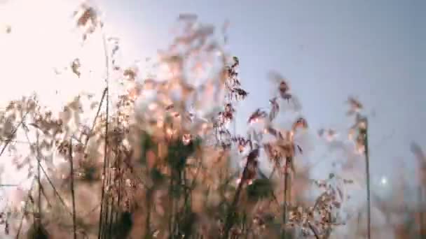 Kapalı Çimen Çiçekleri Rüzgarla Birlikte Güneş Işığıyla Savrulur — Stok video