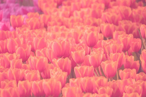 Tulipanes en el jardín con frescura para los fondos — Foto de Stock
