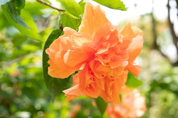 Orangefarbene Schuhblume oder chinesische Rose und grünes Blatt — Stockfoto