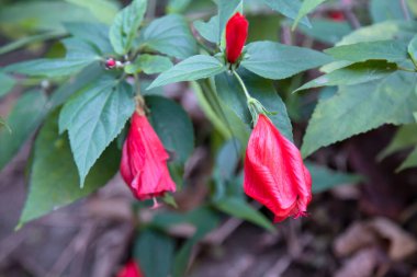 Uyuyan amber çiçeği, amfibik familyasında süs bitkisi olarak yetiştirdiğimiz bir bitkidir. Birçok çeşidi vardır, her türün farklı çiçek şekilleri ve renkleri vardır..