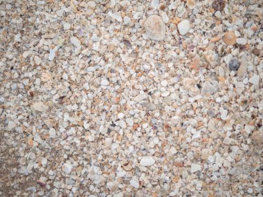 Kumsaldaki birçok deniz kabuğunun soyut arkaplanı. Okyanus dalgalarıyla birlikte kıyıya vurulan ve birlikte birikmiş sayısız deniz kabuğu. Yaz tatili kavramı. 