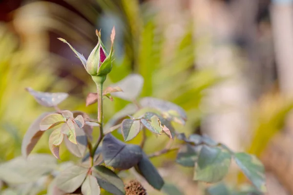 Nahaufnahme Eines Roten Rosenknospens Und Grüner Blätter Mit Verschwommenem Hintergrund — Stockfoto