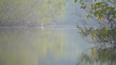 Mangrove Ormanı sabah sisli ve güneşli