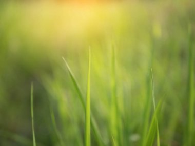 Yeşil doğanın bulanık arkaplanı. Sabah güneş ışığı etkisiyle çimen serpilmiş..