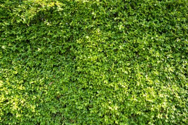 Banyan Ağacı veya Ficus Annulata 'nın tam çerçeve ve dokusu. Yapraklar yaraları iyileştirmek için kullanılabilir. Karaciğer hastalıklarının tedavisinde kullanılan Kral vitaminleri baş ağrısı olarak kullanılır.