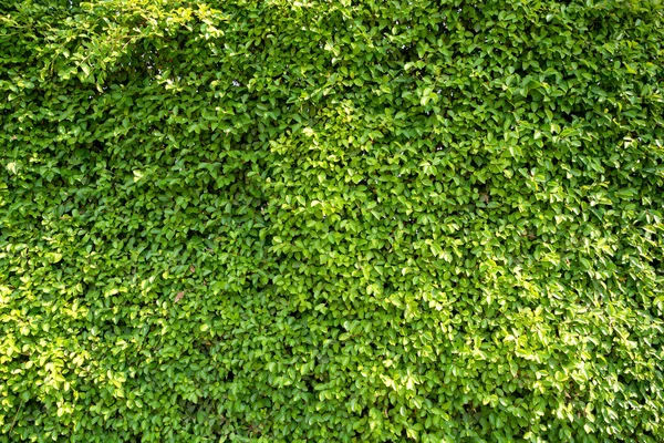 Banyan Ağacı veya Ficus Annulata 'nın tam çerçeve ve dokusu. Yapraklar yaraları iyileştirmek için kullanılabilir. Karaciğer hastalıklarının tedavisinde kullanılan Kral vitaminleri baş ağrısı olarak kullanılır.