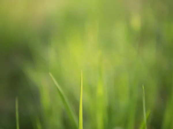 Verschwommener Hintergrund Und Textur Des Grases Der Grünen Natur Morgen — Stockfoto