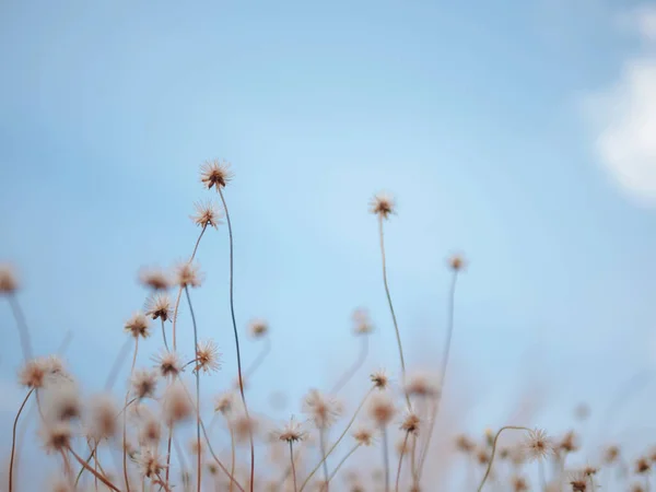 Bunga Kering Rumput Dan Langit Biru Dengan Memilih Fokus Dan — Stok Foto