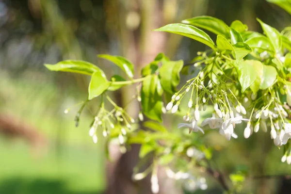 Wrightia Religiosa Benth Atau Mok Latar Belakang Bunga Dengan Sinar — Stok Foto