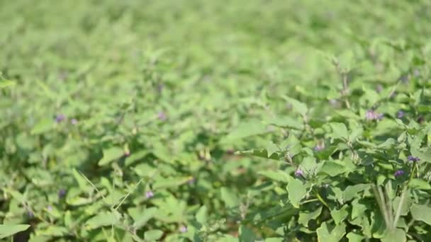 champ d'aubergines gros plan avec des fleurs violettes et ont des mauvaises herbes dans le jardin .