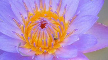 Yakından bakınca küçük arı, kanaldaki mor nilüfer polenine tırmanıyor..
