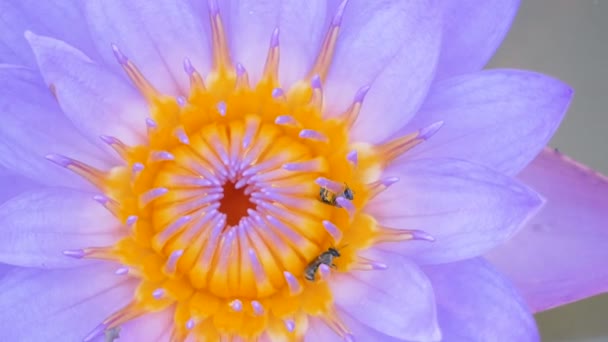 Nahaufnahme Zwei Kleine Bienen Klettern Auf Die Lila Lotuspollen Kanal — Stockvideo