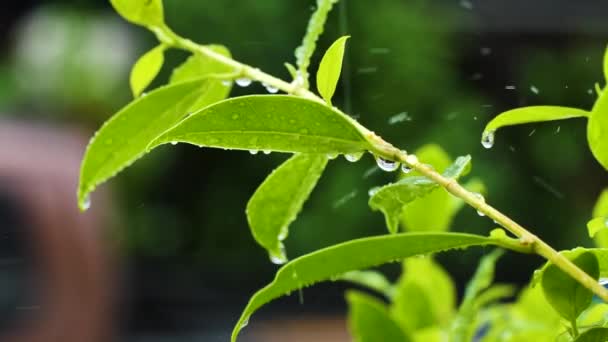 ฝนตกบนใบไม ยวในว ความสดช ความงามในธรรมชาต — วีดีโอสต็อก