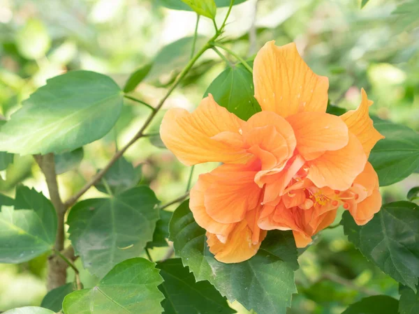 Orangefarbene Schuhblüte Oder Chinesische Rose Und Grüne Blätter Mit Sonnenlicht — Stockfoto