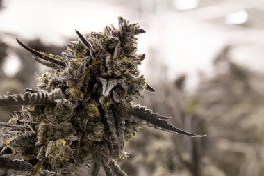 Esrar Bud Nug Ticari Marihuana Tarım İşletmelerinde Büyüyen Makro Görünümü Kapattı
